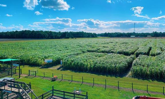 Aerial view of the corn field at Sykes Family Farm