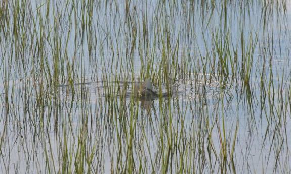 Sight fishing for tailing redfish in the tidal flats of St. Augustine's estuarine waters with Old City Guide Service.