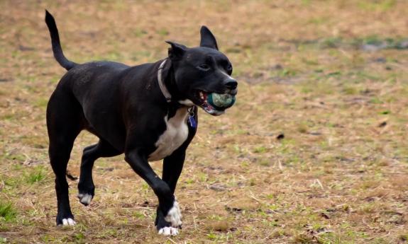 A dog carrying a ball at the park