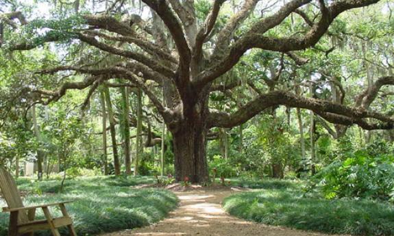 First Friday Garden Walk at Washington Oaks