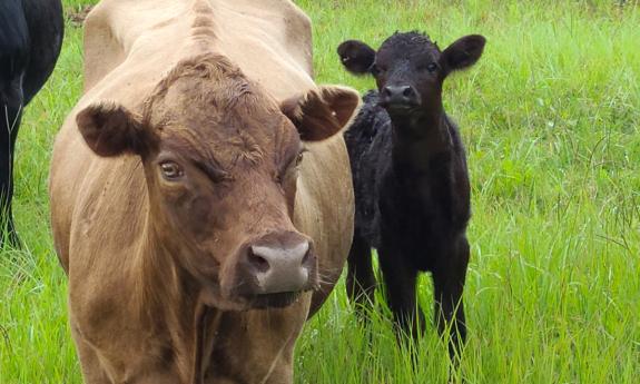 Animals and baby animals will greet guests at the Pumpkin Festival at Wesley Wells Farms in St. Augustine.