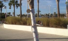 One of the 200 palm trees decorated for the holidays for Vilano Beach's Dressing of the Palms.