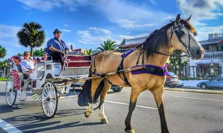 A horse-drawn carriage along the bayfront