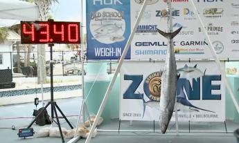 A kingfish hanging from a scale at a fishing tournament in St. Augustine