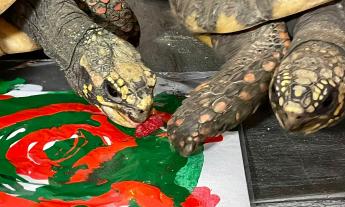 Two red-footed tortoises paint holiday-themed art at Marineland