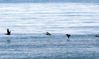 Anastasia State Park volunteers will lead a nature walk to discover the myriad of birds that call the park home Wednesday, Jan. 12, 2022. 
