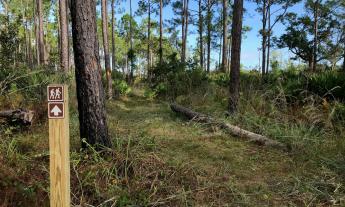 The Flatwoods Loop Trail in the Matanzas State Forest