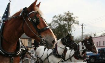 Beautiful horses in charming downtown St. Augustine, Fl. 