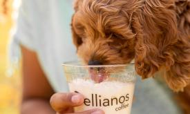 Ellianos cold beverage with a puppy sticking his tongue into the cup. 