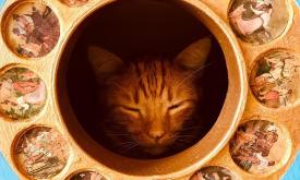 A sleeping cat inside a decorated tube