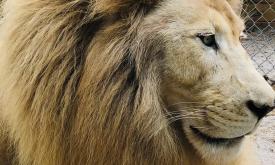 A close up of a male lion with a magnificent mane