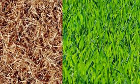 Brown grass on the left and green grass on the right