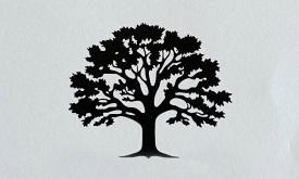 A shadow of a tree