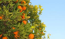 The Orange is Florida's official state fruit, and is used to add zest to recipes for several of Florida's foods.