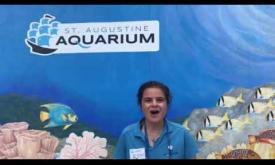 Lionfish Event at St Augustine Aquarium