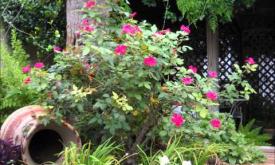 Welcome to Casa de Solana B&B.wmv