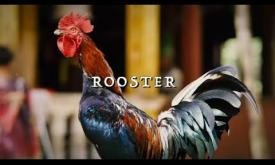 The official music video of a recent single by JJ Grey and Mofro, "Rooster"