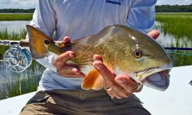 Expert fly fishing guides will take guests throughout the coastal waters of St. Augustine.