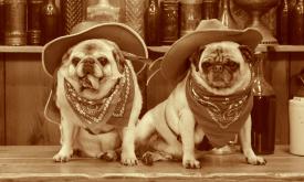Old time photo of pugs in St. Augustine, FL 