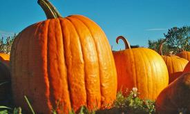 Pumpkin patches are a sure sign of fall, and St. Augustine has several places to choose from.