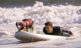 An Aussie and their person surfing at Pups and Sups in St. Augustine.