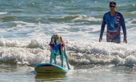 A yellow lab, smiling on a surfboard at Pups and Sups in St. Augustine.