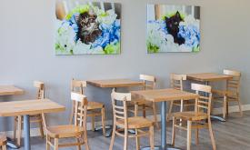 Tables and eating area at Frisky Cat Cafe in St. Augustine, FL