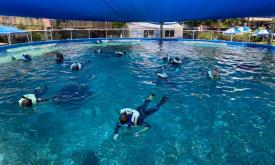 Kids snorkeling at the St. Augustine Aquarium during Summer Camp 