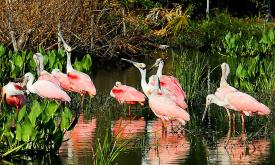 See all forms of wildlife on St. Augustine Eco Tour including native Florida birds.