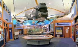 Enjoy the displays at GTM Research Reserve's Environmental Educational Center. 