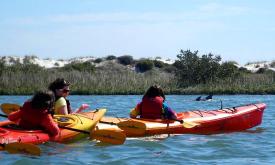 Diverse wildlife sightings during a Ripple Effects Eco Tours kayaking tour.