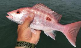 Fish of the day courtesy of Local Knowledge Fishing Charters in St. Augustine, FL