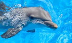 Marineland Dolphin Adventure offers a number of ways to interact with Atlantic bottlenose dolphins.