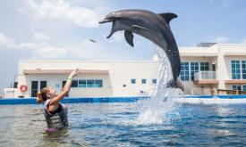 Dolphins show off at Marineland.