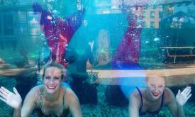 Meet the mermaids at the St. Augustine Aquarium