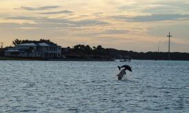 Dolphins play at sunrise during one of St. Augustine Boat Tours' ecotour excursions.