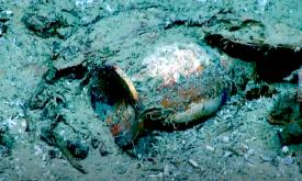This image is from a video taken on the Blake Ridge shipwreck. Learn more at the St. Augustine Shipwreck Museum and Gallery in St. Augustine.
