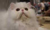 The Ancient City Cat Club's 6th Annual Cat Show will feature more than 150 cats and kittens, with judging six times a day.