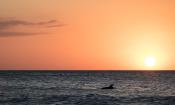 St. Johns County naturalists host Sunset Dolphin Beach Walks monthly at Vilano Beach.