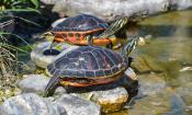 Participants can explore the natural biodiversity of the GTM Research Reserve during guided hikes every other Wednesday from April 14 to My 26, 2021.