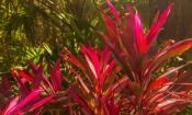 Join park rangers and explore the history and beauty of Washington Oaks Gardens State Park.