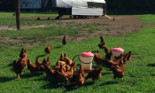 Free range eggs from Gone Organic Dairy in Hastings, Florida