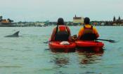 Two kayakers and a dolphin enjoy the waters of the Ancient City with Kayaking St. Augustine.