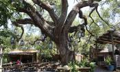 A rustic, romantic venue, Colonial Oak Music Park hosts entertainers throughout the year.