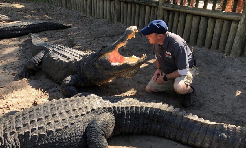 Reptile expert, Jim, with some of the gators at St. Augustine Alligator Farm