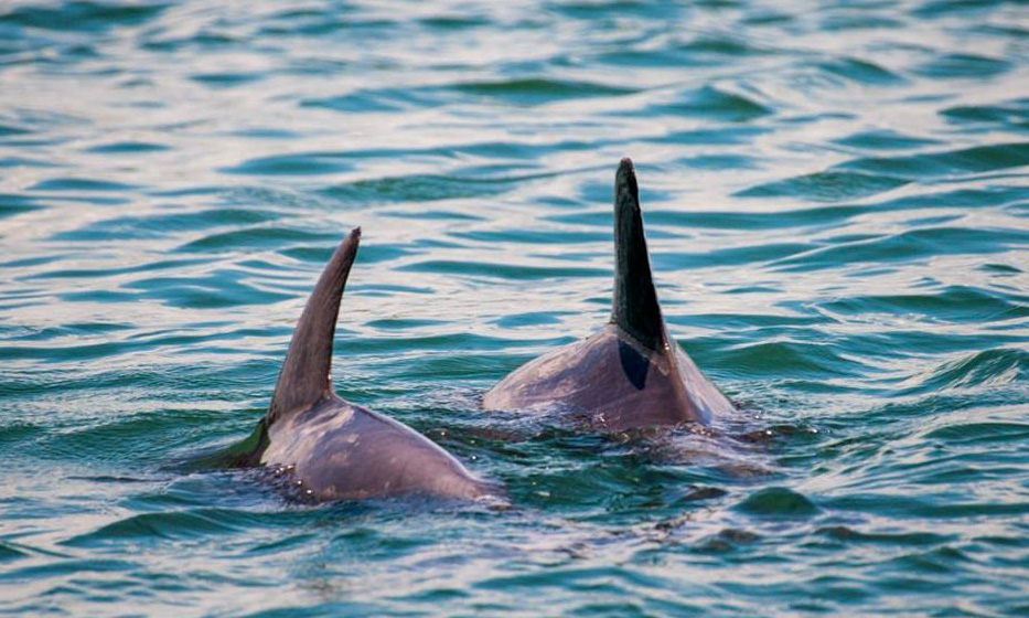 Dolphin Water Tours St Augustine Dolphin Water Tours St Augustine