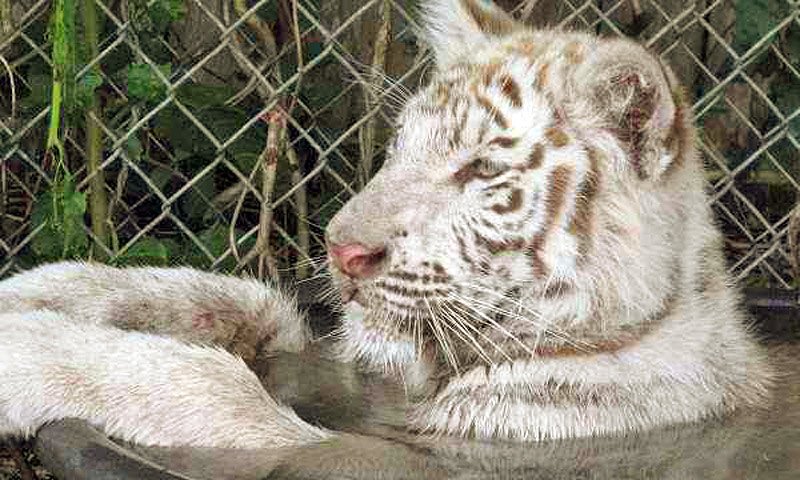 st augustine wildlife tour