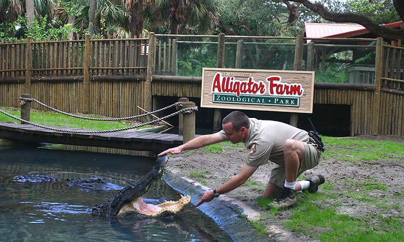Live shows at Alligator Farm include Florida's Forest Friends, Rainforest Review, and Alligator Feeding.