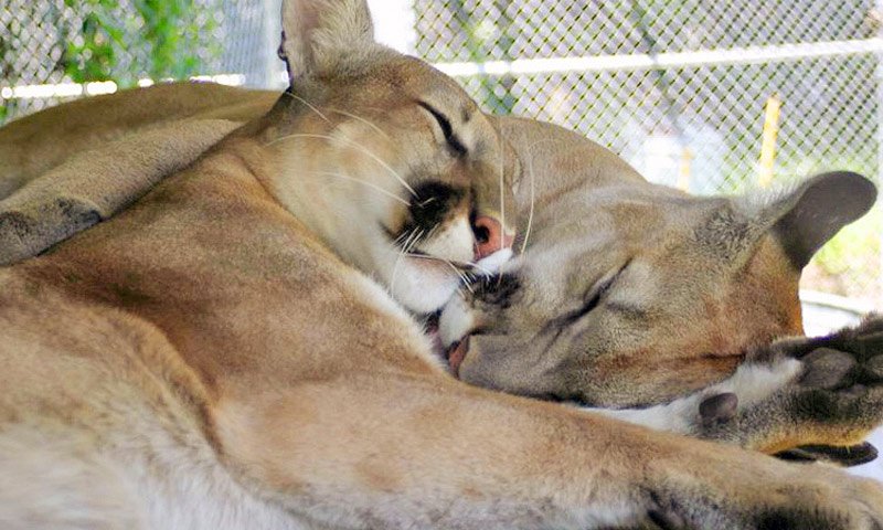 st augustine wildlife tour