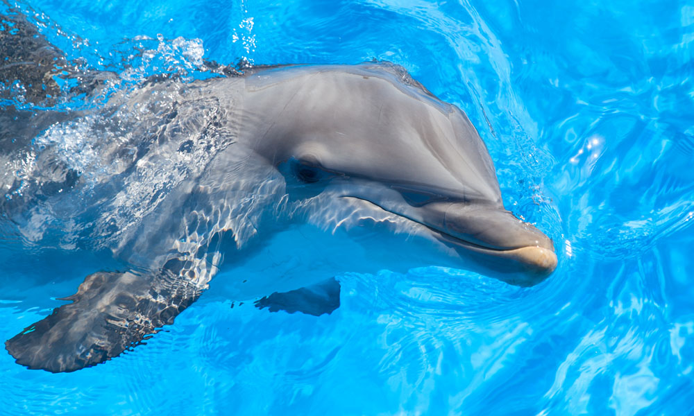 Marineland Dolphin Adventure offers a number of ways to interact with Atlantic bottlenose dolphins.